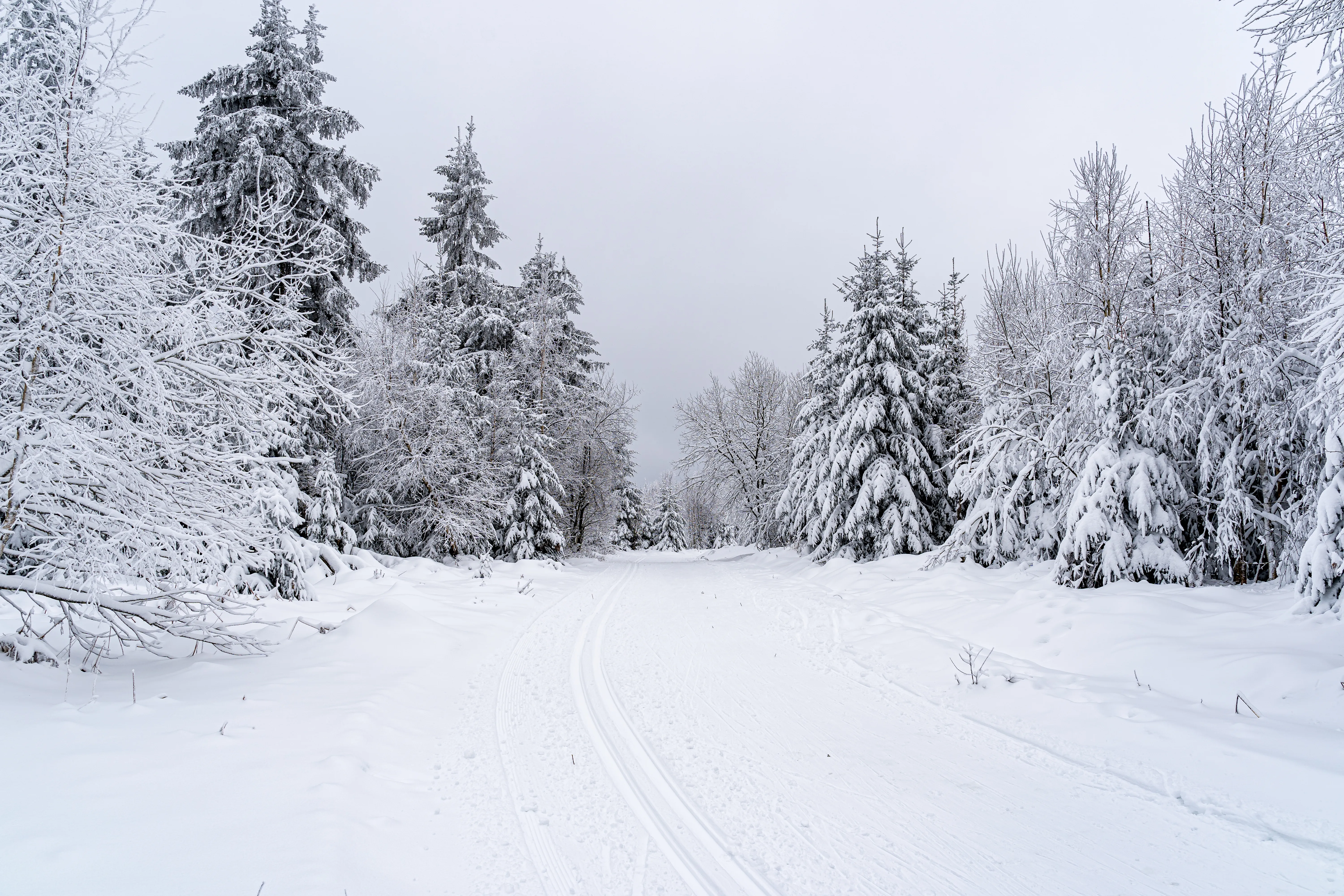 landscape-road-black-forest-covered-trees-snow-germany.jpg