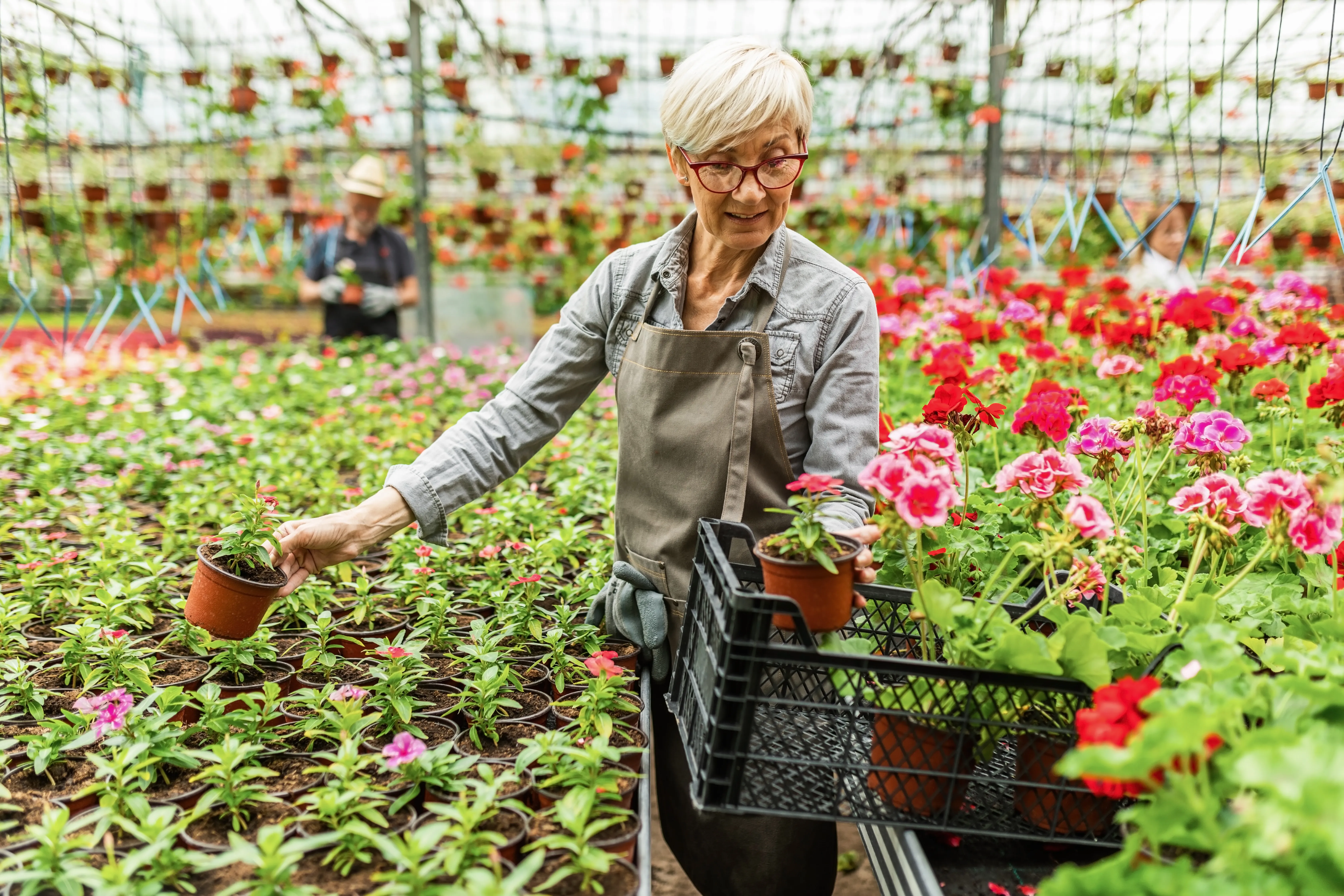 mature-woman-working-plant-nursery-arranging-potted-flowers-crate-distribution-garden-center